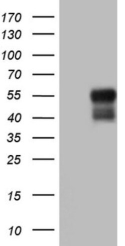 DEC2/SHARP1 Antibody (OTI5B1), Novus Biologicals 0.1mL; Unlabeled:Antibodies,