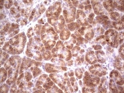 DEC2/SHARP1 Antibody (OTI5B1), Novus Biologicals 0.1mL; Unlabeled:Antibodies,
