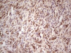 DEC2/SHARP1 Antibody (OTI5B1), Novus Biologicals 0.1mL; Unlabeled:Antibodies,