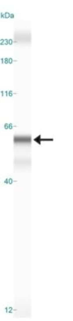 DEC2/SHARP1 Antibody - BSA Free, Novus Biologicals 0.1mg; Unlabeled:Antibodies,
