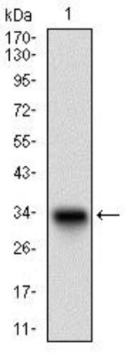 Decorin Antibody (5E8E7) - BSA Free, Novus Biologicals:Antibodies:Primary