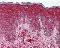 Decorin Antibody, Novus Biologicals 0.05mg; Unlabeled:Antibodies, Polyclonal