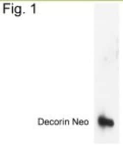 Decorin Neo Antibody, Novus Biologicals 0.025 mg | Buy Online | Novus Biologicals | Fisher Scientific