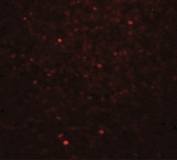 Dectin-1/CLEC7A Antibody - BSA Free, Novus Biologicals 0.025 mg, Unlabeled:Antibodies,