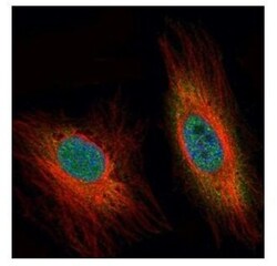 DEDD Antibody, Novus Biologicals 0.1mL; Unlabeled:Antibodies, Polyclonal