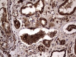 dedicator of cytokinesis 8 Antibody (OTI4H10), Novus Biologicals 0.1mL;