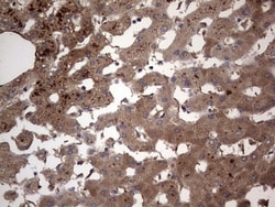 dedicator of cytokinesis 8 Antibody (OTI4H10), Novus Biologicals 0.1mL;