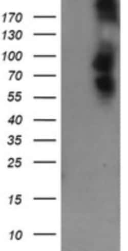 DEF6 Antibody (OTI3F9), Novus Biologicals 0.1mL; Unlabeled:Antibodies,