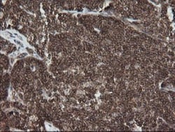 DEF6 Antibody (OTI3F9), Novus Biologicals 0.1mL; Unlabeled:Antibodies,