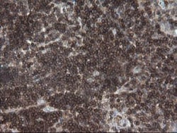 DEF6 Antibody (OTI3F9), Novus Biologicals 0.1mL; Unlabeled:Antibodies,