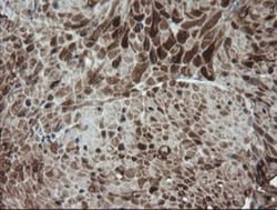 DEF6 Antibody (OTI3F9), Novus Biologicals 0.1mL; Unlabeled:Antibodies,