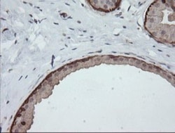 DEF6 Antibody (OTI3F9), Novus Biologicals 0.1mL; Unlabeled:Antibodies,