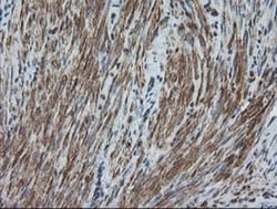 DEF6 Antibody (OTI3F9), Novus Biologicals 0.1mL; Unlabeled:Antibodies,