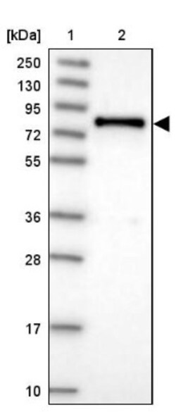 DEF6 Antibody, Novus Biologicals 25 &mu;L; Unlabeled:Antibodies, Polyclonal