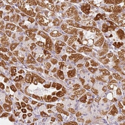 DEFB116 Antibody, Novus Biologicals:Antibodies:Primary Antibodies