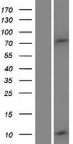 Novus Biologicals&trade;&nbsp;DEFB132 Overexpression Lysate