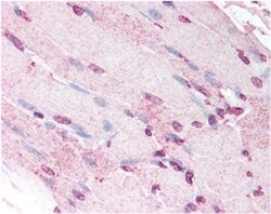 Defensin alpha 5 Antibody (8C8), Novus Biologicals 0.025mL; Unlabeled:Antibodies,