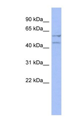 Deleted in azoospermia 4 Antibody, Novus Biologicals 100&mu;L; Unlabeled:Antibodies,