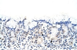 Deleted in azoospermia 4 Antibody, Novus Biologicals:Antibodies:Primary