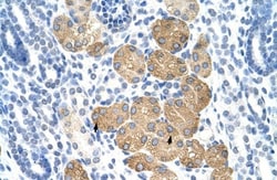 Deleted in azoospermia 4 Antibody, Novus Biologicals:Antibodies:Primary