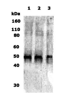 delta Opioid R/OPRD1 Antibody - BSA Free, Novus Biologicals 0.025 mg; Unconjugated:Antibodies,