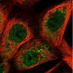 Delta 1 Tubulin Antibody, Novus Biologicals:Antibodies:Primary Antibodies