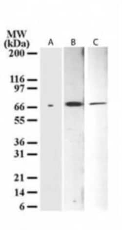 Delta Np73 Antibody (38C674.2), Novus Biologicals 0.1mg; Unlabeled:Antibodies,