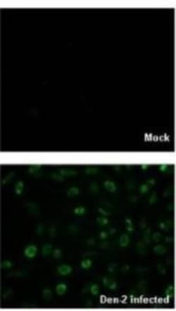 Dengue Virus Capsid Protein Antibody, Novus Biologicals 0.1mL:Antibodies,