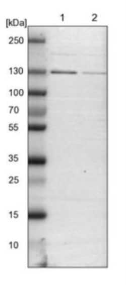 DENND4C Antibody, Novus Biologicals 25 &mu;L; Unlabeled:Antibodies, Polyclonal