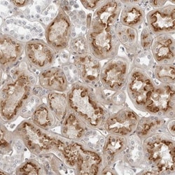 DERP13 Antibody, Novus Biologicals:Antibodies:Primary Antibodies