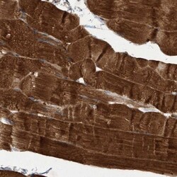 DERP6 Antibody, Novus Biologicals:Antibodies:Primary Antibodies