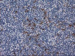Desmin Antibody (OTI4G1), Novus Biologicals 0.1mL; Unlabeled:Antibodies,