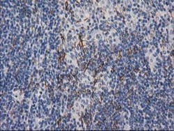 Desmin Antibody (OTI4G1), Novus Biologicals 0.1mL; Unlabeled:Antibodies,