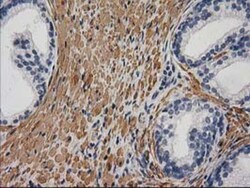 Desmin Antibody (OTI4G1), Novus Biologicals 0.1mL; Unlabeled:Antibodies,
