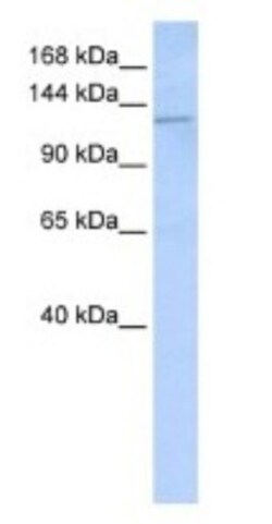 Desmoglein-2 Antibody, Novus Biologicals 0.05mg; Unlabeled:Antibodies,