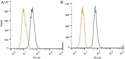 Desmoglein-3 Antibody (5G11) - BSA Free, Novus Biologicals:Antibodies:Primary