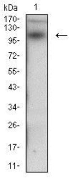 Desmoglein-3 Antibody (6G2C11) - BSA Free, Novus Biologicals 0.1mL; Unlabeled:Antibodies,
