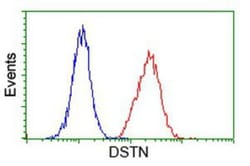 Destrin Antibody (OTI2F7), Novus Biologicals 0.1mL; Unlabeled:Antibodies,