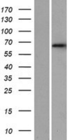 Novus Biologicals&trade;&nbsp;DET1 Overexpression Lysate