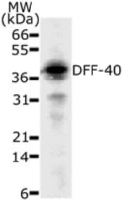 DFF40/CAD Antibody (36A349) - BSA Free, Novus Biologicals 0.1mg; Unlabeled:Antibodies,