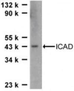 DFF45/ICAD Antibody, Novus Biologicals 0.1mg; Unlabeled:Antibodies, Polyclonal