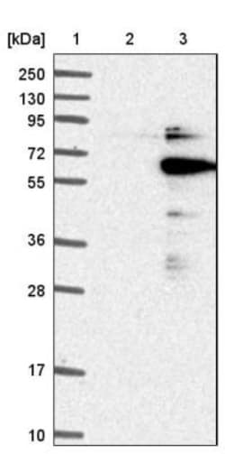 DGCR14 Antibody, Novus Biologicals 0.1mL; Unlabeled:Antibodies, Polyclonal