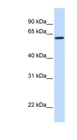 DGCR2 Antibody, Novus Biologicals 0.05mg; Unlabeled:Antibodies, Polyclonal