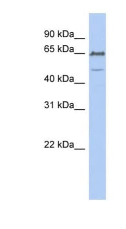 DGCR2 Antibody, Novus Biologicals:Antibodies:Primary Antibodies