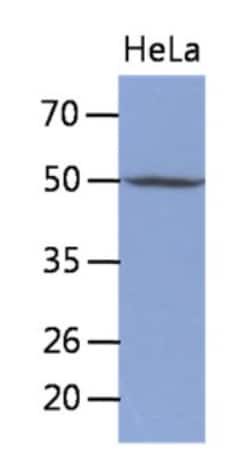 TDG Antibody (2F7) - BSA Free, Novus Biologicals 0.1mL; Unlabeled:Antibodies,