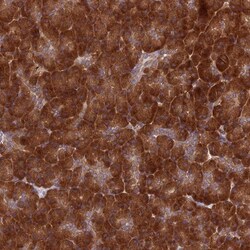DHCR7 Antibody, Novus Biologicals 0.1mL; Unlabeled:Antibodies, Polyclonal