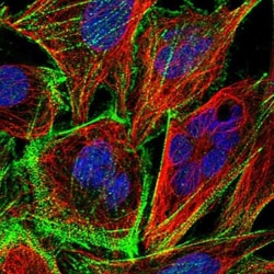 DHDH Antibody, Novus Biologicals 25 &mu;L, Unconjugated:Antibodies, Polyclonal