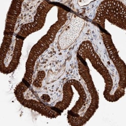 DHRS7 Antibody, Novus Biologicals:Antibodies:Primary Antibodies
