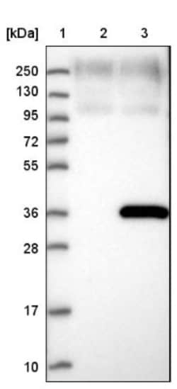 DHRS9 Antibody, Novus Biologicals:Antibodies:Primary Antibodies