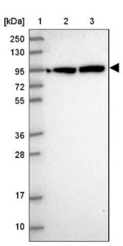 DHX15 Antibody, Novus Biologicals 25 &mu;L, Unlabeled:Antibodies, Polyclonal